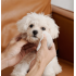 HICCPET 寵物淚痕潔眼紙 100片裝 - 無香（貓狗適用）